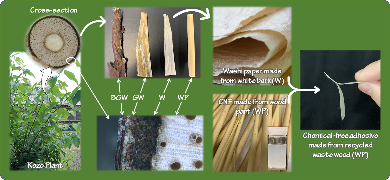 天然高分子薄膜グループ